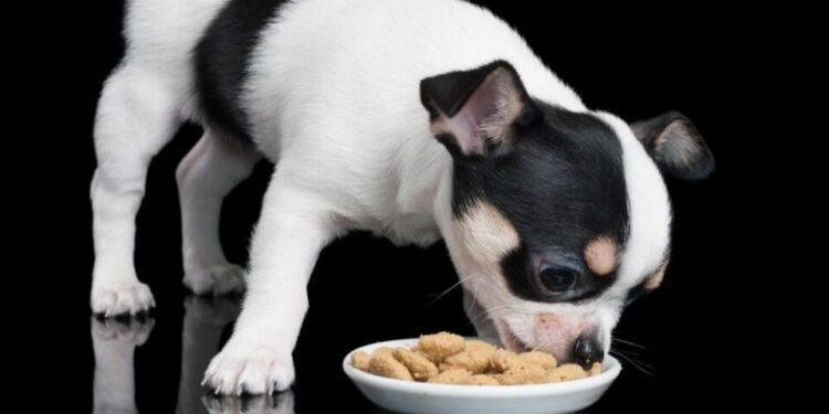 Як визначити, чи достатньо вашій тварині їжі | Терміново новини Тернополя