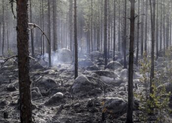 Лісові пожежі знищили тисячі дерев на Хортиці – через це в заповіднику скасували заплановану екскурсію | Новости Запорожья