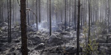 Лісові пожежі знищили тисячі дерев на Хортиці – через це в заповіднику скасували заплановану екскурсію | Новости Запорожья