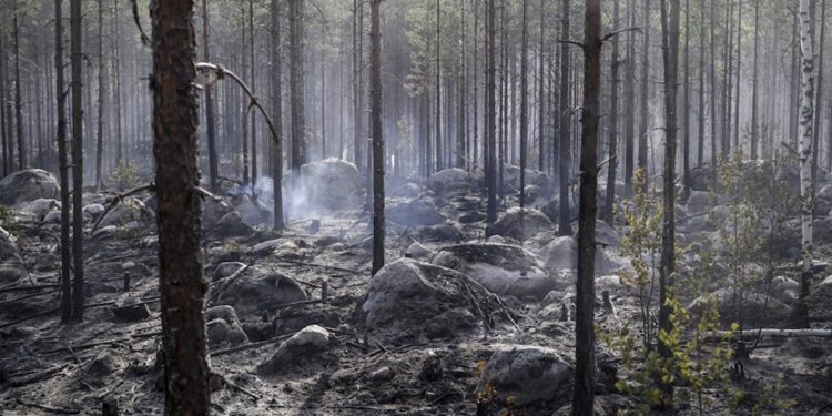 Лісові пожежі знищили тисячі дерев на Хортиці – через це в заповіднику скасували заплановану екскурсію | Новости Запорожья