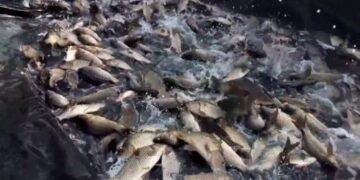 На Черкащині планують провести зариблення водойм 
