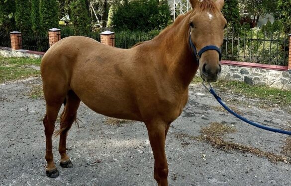 На Черкащині прихистили кобилу з Донеччини, яку врятували військові 