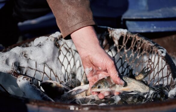 На Черкащині у Кременчуцьке водосховище випустять понад 60 тонн риби