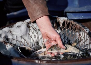 На Черкащині у Кременчуцьке водосховище випустять понад 60 тонн риби