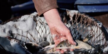 На Черкащині у Кременчуцьке водосховище випустять понад 60 тонн риби