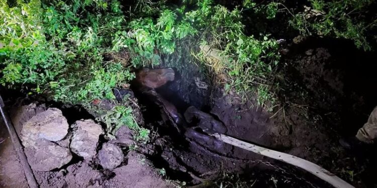 На Шепетівщині рятували коня, який потрапив у яму (відео) —Хмельнитчина