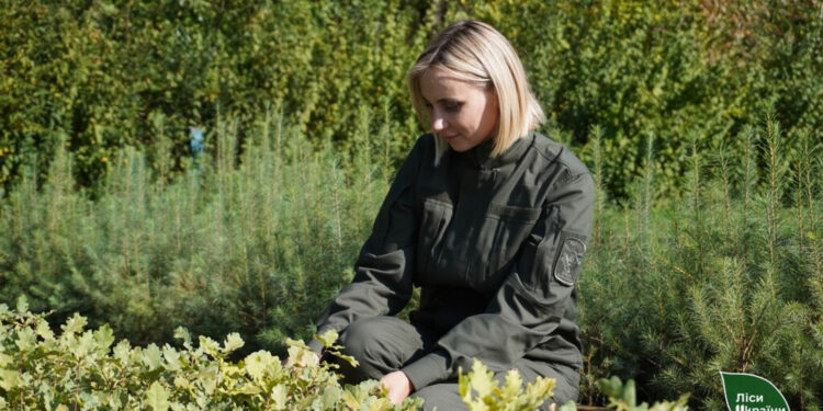 На Житомирщині цієї осені у лісництвах висадять 8,5 мільйонів дерев | Журнал Житомира