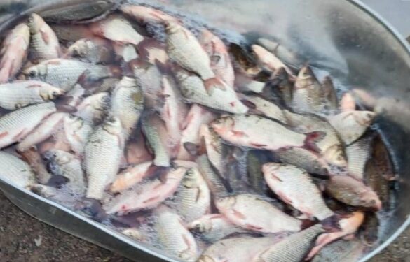 У Смілі виявили жінку, яка незаконно продавала 30 кілограмів риби