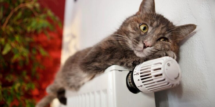 У Запорізькій міськраді розповіли чи подорожчають тарифи на тепло цього року – деталі | Новости Запорожья