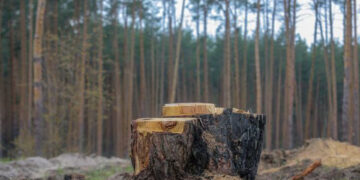 За порубку дев’яти сосен лісокрад з Житомирщини сплатить 30 тисяч штрафу | Журнал Житомира