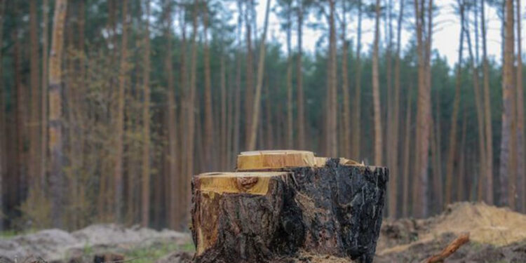 За порубку дев’яти сосен лісокрад з Житомирщини сплатить 30 тисяч штрафу | Журнал Житомира