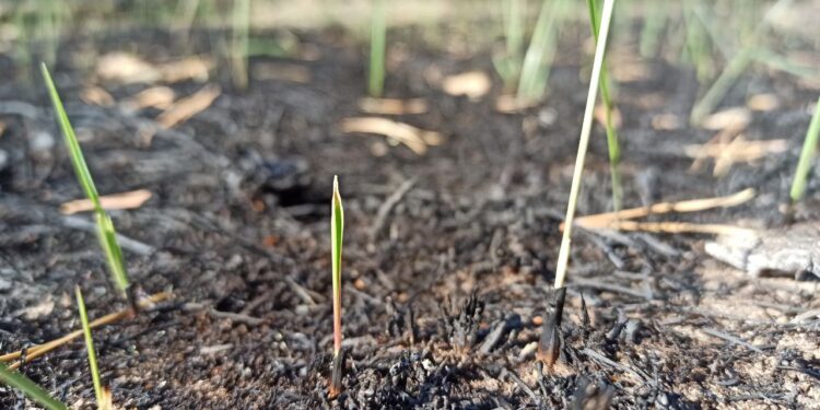 Заказник на Полтавщині відновлюється після пожежі – ПОЛТАВА СЬОГОДНІ