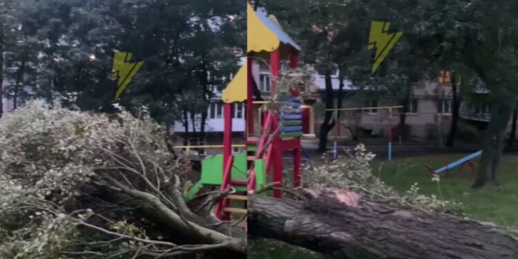 Звалилось просто на дитмайданчик: у Тернополі через негоду впало величезне дерево (відео) | Терміново новини Тернополя