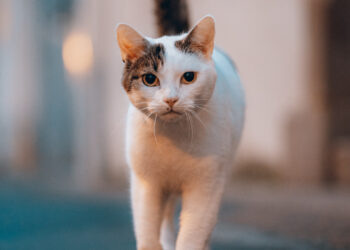 Колтунорезы как альтернатива частым стрижкам: экономия времени и денег