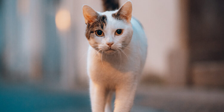 Колтунорезы как альтернатива частым стрижкам: экономия времени и денег