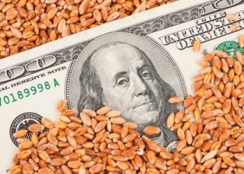 ФРН збільшила імпорт зерна з України після початку повномасштабної війни – ЭКОНОМИКА