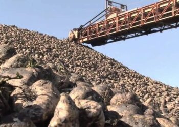 На Рівненщині збирають буряки – ЭКОНОМИКА