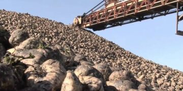 На Рівненщині збирають буряки – ЭКОНОМИКА