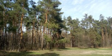 Державі повернуть понад 6 га земель лісогосподарського призначення на Уманщині