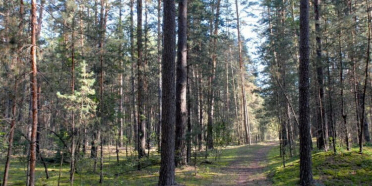 Лісгоспу Житомирщини повернуть понад 20 га земель лісового фонду | Журнал Житомира