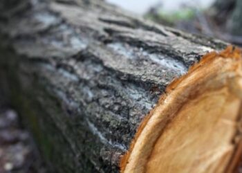 На Черкащині чоловік зрізав дерева на понад 18 мільйонів