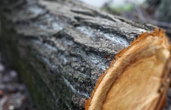 На Черкащині підприємство сплатить понад 1,6 мільйона за незаконну порубку в межах національного парку