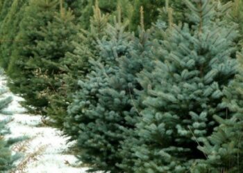 На Черкащині у лісництвах стартують різдвяні ярмарки