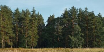На Черкащині викрили групу, яка переробляла лісоматеріали на дрова та привласнювала гроші з їх продажу