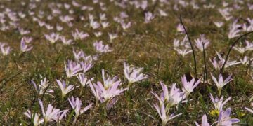 На Чигиринщині створять пам’ятку природи для охорони червонокнижної рослини