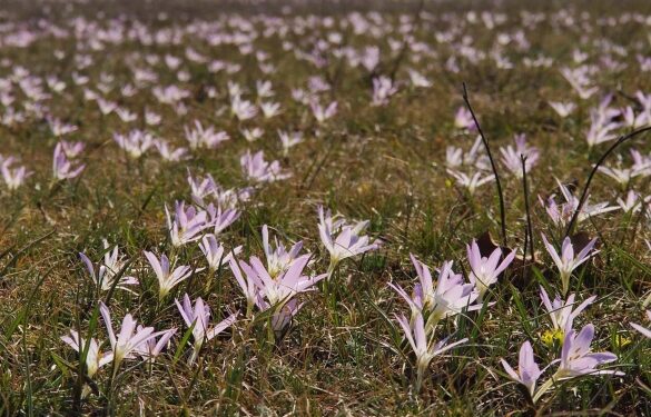 На Чигиринщині створять пам’ятку природи для охорони червонокнижної рослини