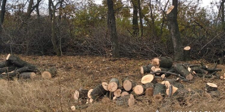 На Полтавщині незаконно рубали дерева