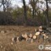 На Полтавщині незаконно рубали дерева