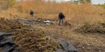На Золотоніщині виявили майже 7 тисяч кущів наркорослин