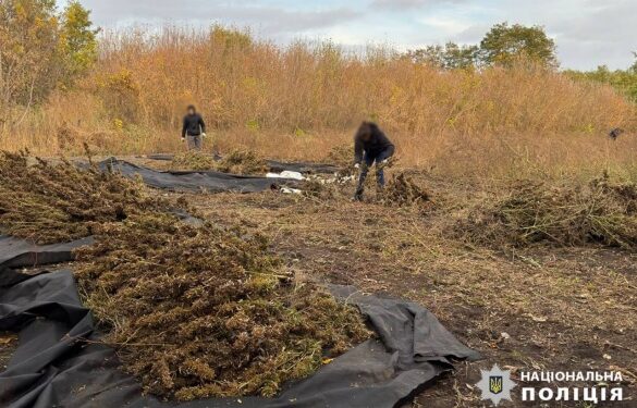 На Золотоніщині виявили майже 7 тисяч кущів наркорослин
