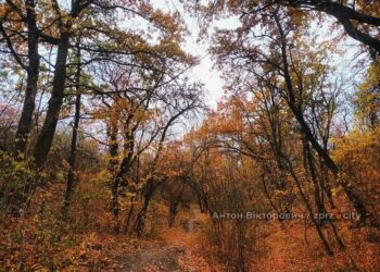 Погода в Запоріжжі 16, 17 листопада – що прогнозують синоптики | Новости Запорожья