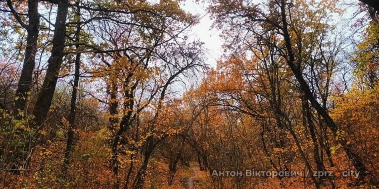 Погода в Запоріжжі 16, 17 листопада – що прогнозують синоптики | Новости Запорожья