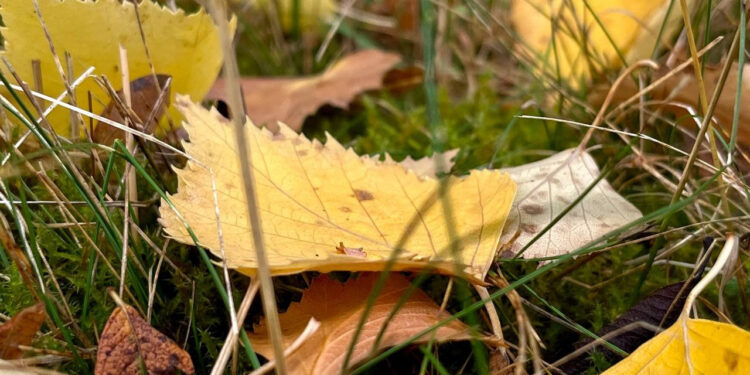 Попереджають про небезпечне метеорологічне явище: якою буде погода на Івано-Франківщині другого листопада