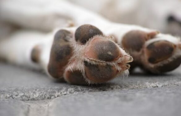 Правоохоронці з’ясовують обставини розстрілу собак на Черкащині