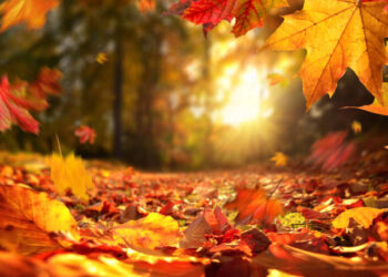 Прогноз погоди у Запоріжжі 9 та 10 листопада – синоптики розповіли, що чекати мешканцям регіону  | Новости Запорожья