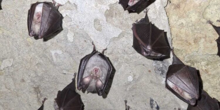 У підземеллі палацу на Тернопільщині живуть 200 кажанів