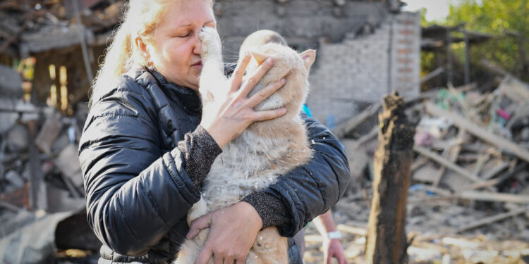 У Запоріжжі рятували котів з під завалів будинку, що зараз з тваринами – наслідки обстрілу Запоріжжя 10 жовтня | Новости Запорожья
