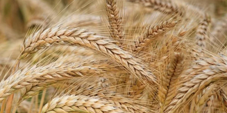 Українські аграрії засіяли майже 6 млн га озимих культур – Экономика