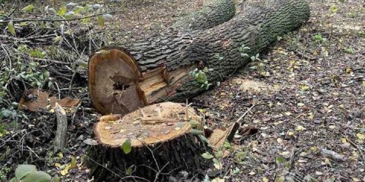 В Олександрівському районі Запоріжжя зрубали старі тополі – чому це шкідливо | Новости Запорожья