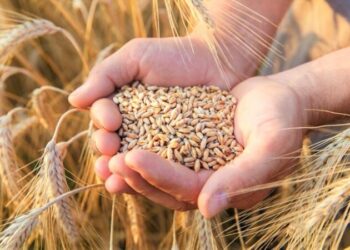В Україні запустили реєстр зберігання зерна – Экономика