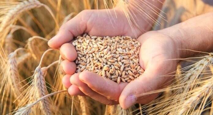 В Україні запустили реєстр зберігання зерна – Экономика