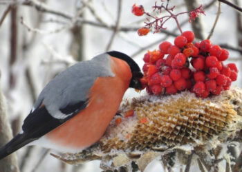 володимира рогова із Запоріжжя є проросійським пропагандистом, представником окупаційної адміністрації Мелітополя – Центр протидії дезінформації | Новости Запорожья