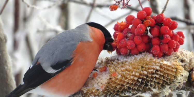 володимира рогова із Запоріжжя є проросійським пропагандистом, представником окупаційної адміністрації Мелітополя – Центр протидії дезінформації | Новости Запорожья