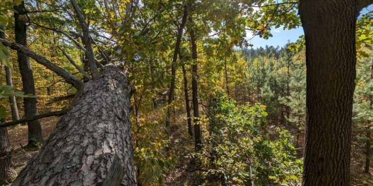 Засуджено колишнього лісничого, з вини якого постраждав житель Шепетівщини —Хмельнитчина