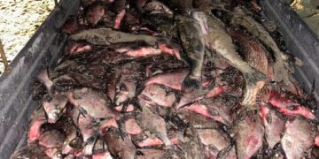 Збитки на понад 6 мільйонів гривень: двоє чоловіків наловили 14 мішків риби — Новини Черкащіни