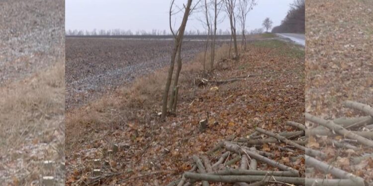 Працівники фермерського господарства вирубали 145 дерев у громаді Кіровоградської області